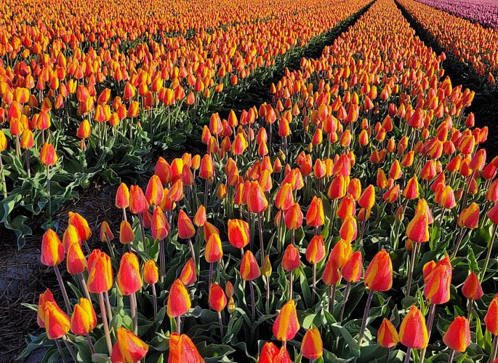 Unterkunft 4502108 - Ferienhaus Noordzeekust - NH580