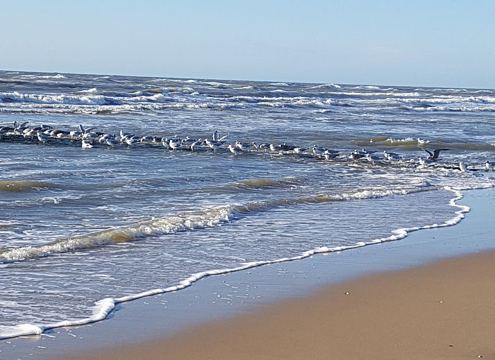 Unterkunft 4502108 - Ferienhaus Noordzeekust - NH580