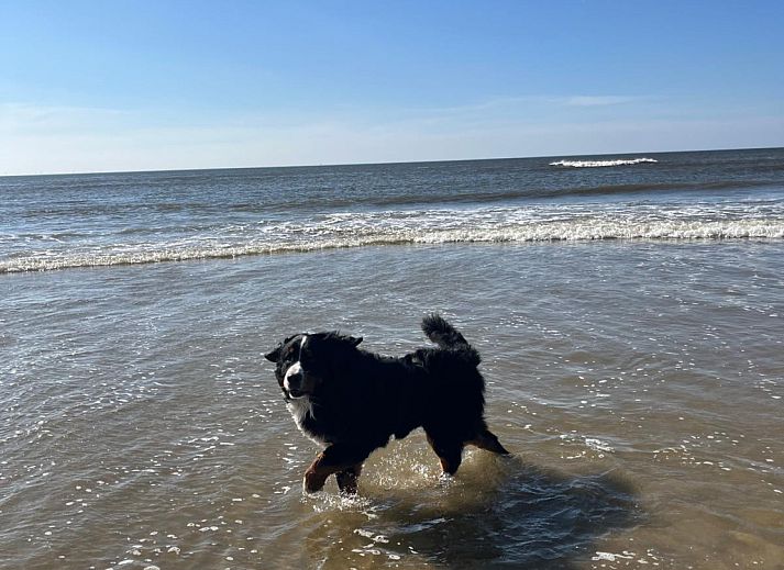 Unterkunft 4502108 - Ferienhaus Noordzeekust - NH580