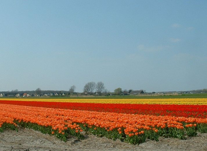 Verblijf 4503209 - Vakantiewoning Noordzeekust - Zomerhuis Ruiter
