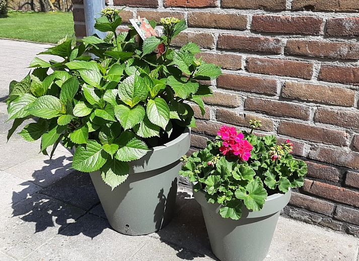 Bluehender Garten im Zomerhuisjes de Bels, Ferienhaus an der Nordseekueste in Egmond aan Zee.