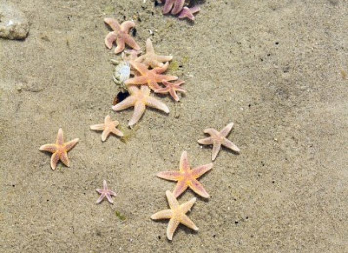 Unterkunft 450401 - Bungalow Noordzeekust - Callantsoog de Seinpost nr 9