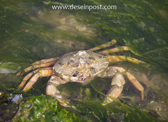 Unterkunft 450401 - Bungalow Noordzeekust - Callantsoog de Seinpost nr 9