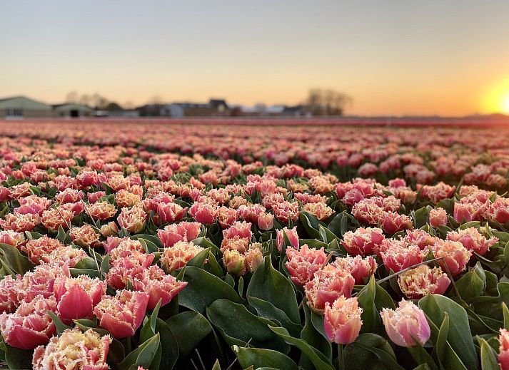 Modernes Esszimmer im Ferienhaus Duinerei B202 Groote Keeten, Callantsoog, Nordholland.