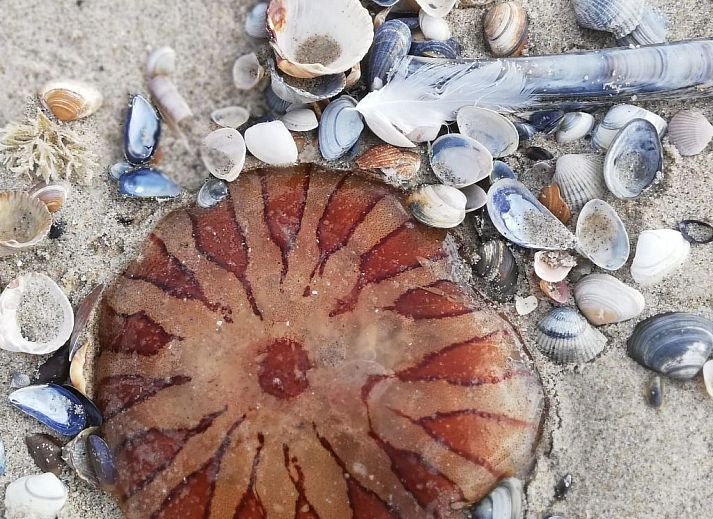 Unterkunft 4504127 - Ferienhaus Noordzeekust - Vakantiehuis Stuivezandeweg 6, Nähe Strand