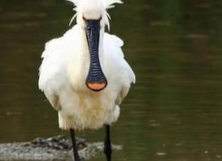 Unterkunft 4504134 - Ferienhaus Noordzeekust - Vakantiehuis Gemütliches Ferienhaus De Blenck