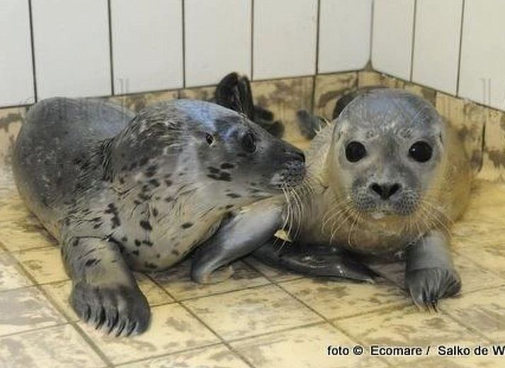 Unterkunft 4504134 - Ferienhaus Noordzeekust - Vakantiehuis Gemütliches Ferienhaus De Blenck