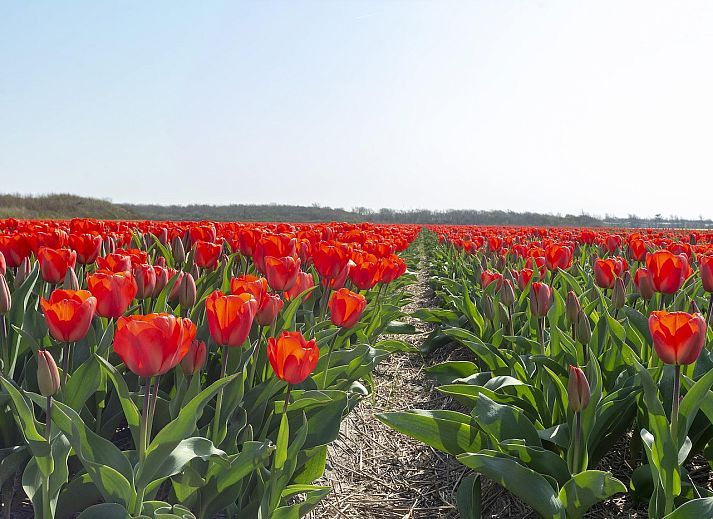 Beautiful view of the dunes at Callantsduyne 22 Groote Keeten, vacation home in Callantsoog, North Holland.
