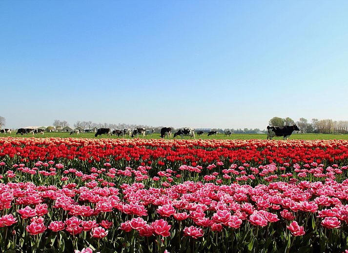 Gemuetliche Terrasse der Duinerei C103 Groote Keeten mit Blick auf die Duenen in Callantsoog, Nordholland.