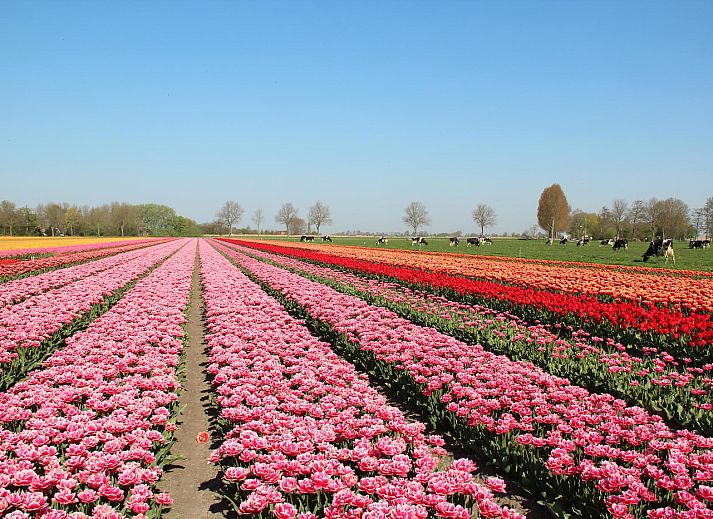 Sunny terrace overlooking the dunes at Duinerei C202 Groote Keeten in Callantsoog, North Holland.