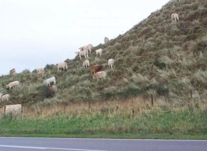 Guest house 4504149 - Holiday property Noordzeekust - Vakantiehuis Gemütlicher Bungalow für 4 Personen