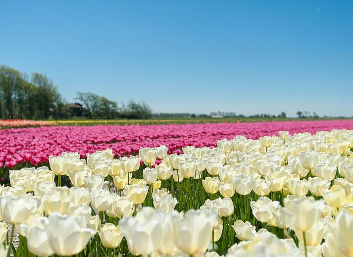 Guest house 4504149 - Holiday property Noordzeekust - Vakantiehuis Gemütlicher Bungalow für 4 Personen