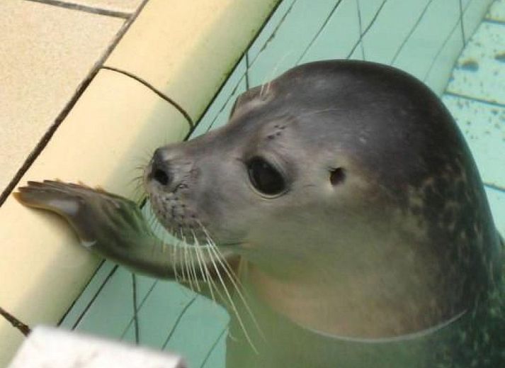 Guest house 4504149 - Holiday property Noordzeekust - Vakantiehuis Gemütlicher Bungalow für 4 Personen