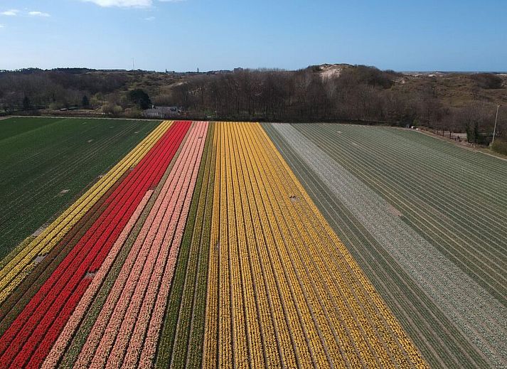 Guest house 4504150 - Holiday property Noordzeekust - Vakantiehuis Ferienbungalow Abbes mit Garten und Terrasse