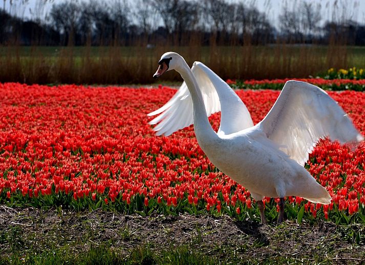 Guest house 4504150 - Holiday property Noordzeekust - Vakantiehuis Ferienbungalow Abbes mit Garten und Terrasse