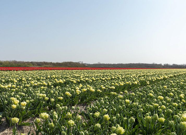 Terrasse der Villa Matisse Groote Keeten Ferienhaus in Callantsoog, Nordseekueste, Nordholland.