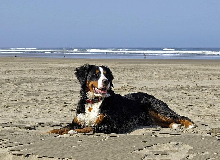 Gemuetliches Wohnzimmer des Ferienhauses Villa Matisse Groote Keeten in Callantsoog, Nordseekueste, Nordholland.