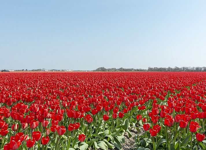 Aussenansicht von Wijde Blick 103 Callantsoog, modernes Ferienhaus an der Nordseekueste, Nordholland.