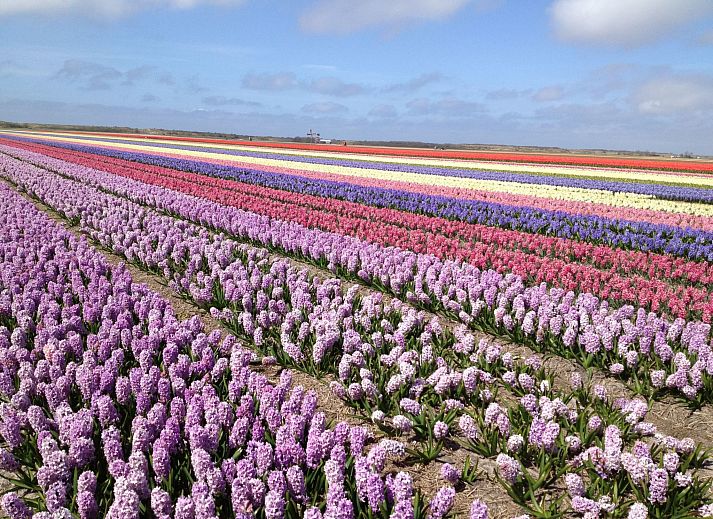 Unterkunft 4504176 - Ferienhaus Noordzeekust - Vakantiehuis "De Korre 4" mit privatem Garten und Terrasse