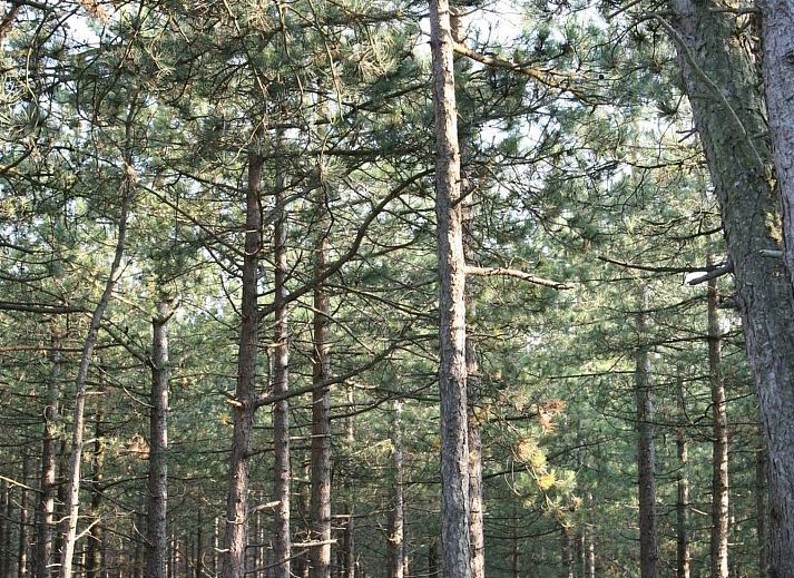 Unterkunft 4504176 - Ferienhaus Noordzeekust - Vakantiehuis "De Korre 4" mit privatem Garten und Terrasse