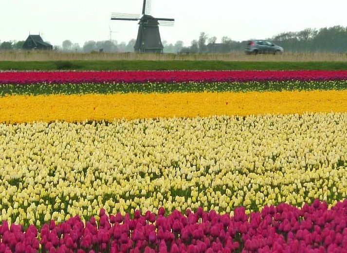 Verblijf 4504190 - Vakantiewoning Noordzeekust - Vakantiehuis De Blenck 66