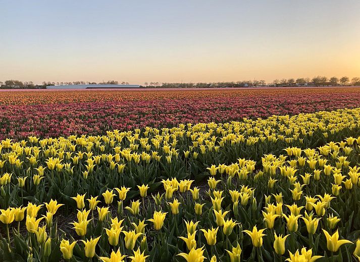 Blick vom Wohnzimmer des Beach Apartments 35 Callantsoog auf die Duenen.