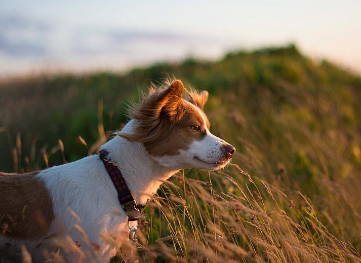 Comfortabele zithoek in Wijde Blick 212 Callantsoog, vakantiehuis aan de Noordzeekust.
