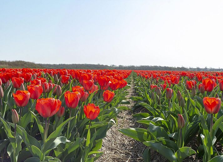 Guest house 4504227 - Holiday property Noordzeekust - Garnekuul 13