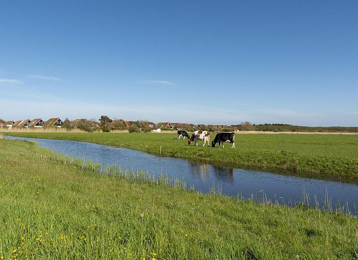 Unterkunft 4504230 - Ferienhaus Noordzeekust - De Buitenplaats 42