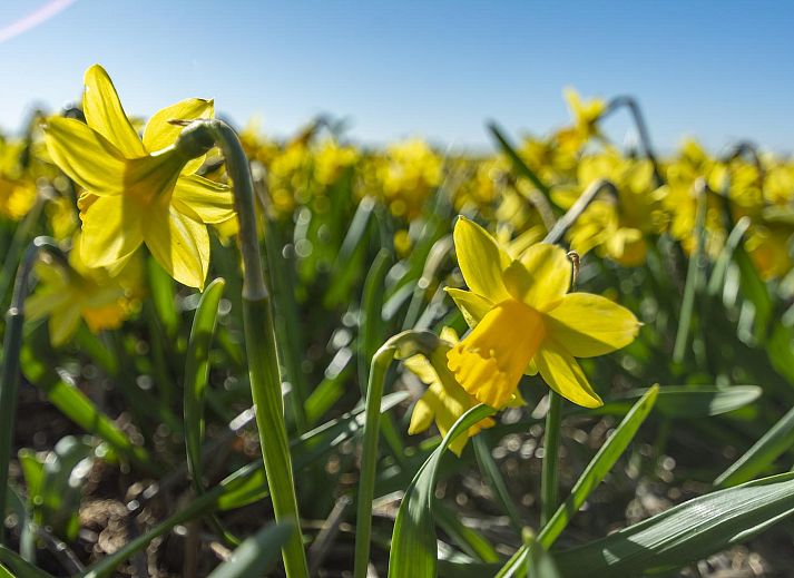 Unterkunft 4504265 - Ferienhaus Noordzeekust - Dorpsplein 4B