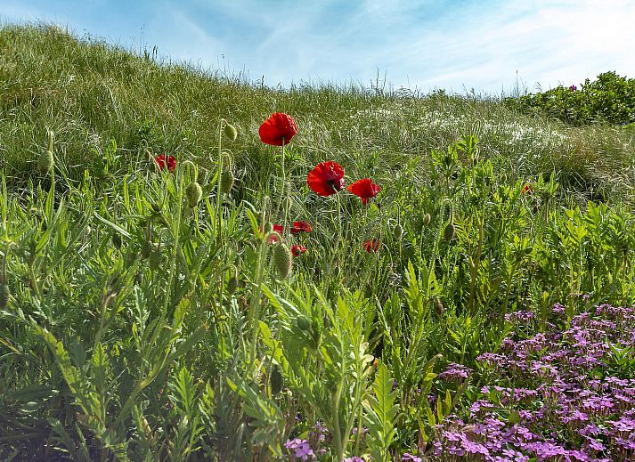 Verblijf 4504266 - Vakantiewoning Noordzeekust - Callantsduyne 21