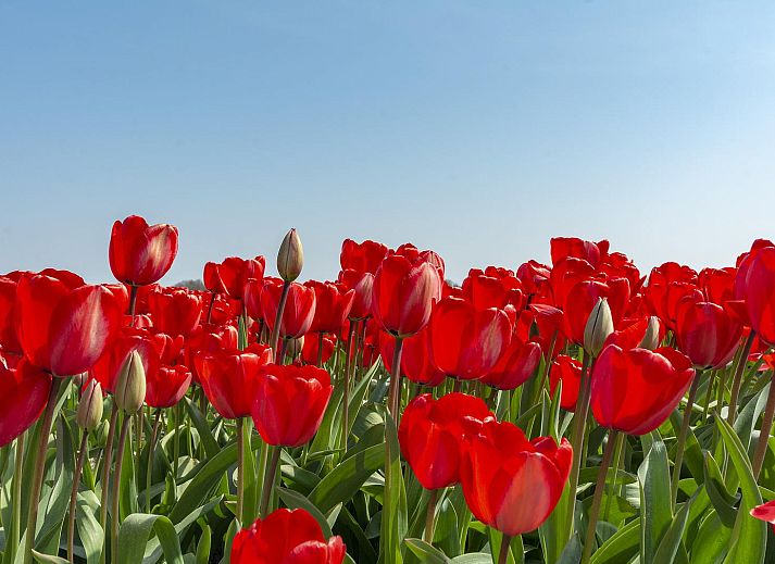 Verblijf 4504266 - Vakantiewoning Noordzeekust - Callantsduyne 21