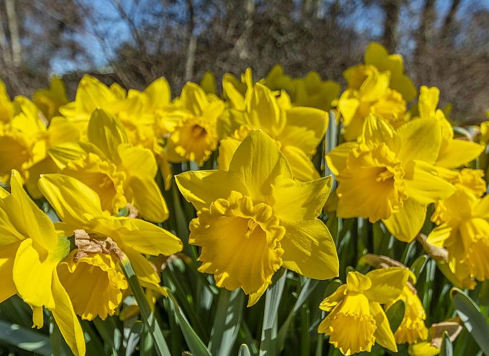 Verblijf 4504266 - Vakantiewoning Noordzeekust - Callantsduyne 21