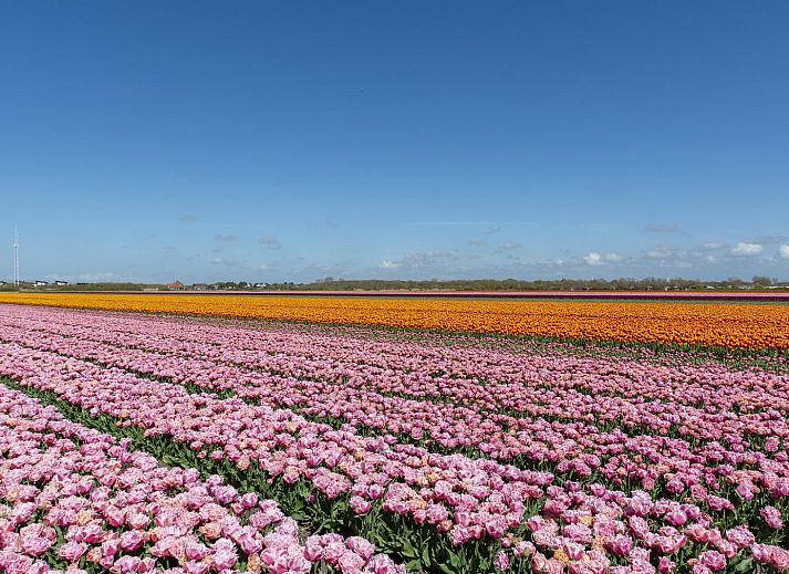 Verblijf 4504267 - Vakantiewoning Noordzeekust - De Bunker