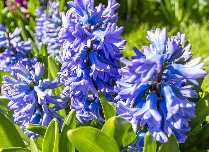 Verblijf 4504325 - Vakantiewoning Noordzeekust - Garnekuul 49