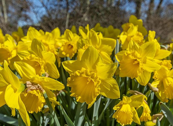 Verblijf 4504325 - Vakantiewoning Noordzeekust - Garnekuul 49