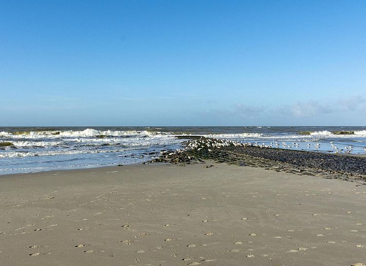 Guest house 4504356 - Holiday property Noordzeekust - Wijde Blick 310