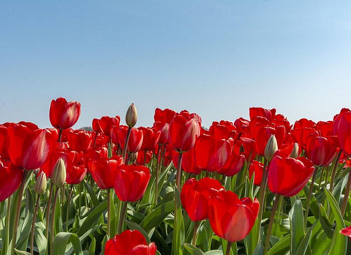 Guest house 4504363 - Holiday property Noordzeekust - Garnekuul 26