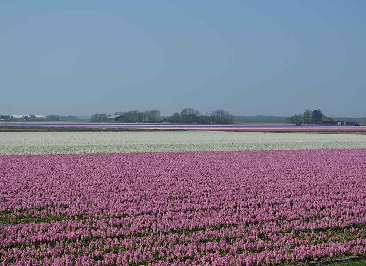 NH096 Ferienhaus in Callantsoog mit sonniger Veranda an der Nordseekueste in Nordholland