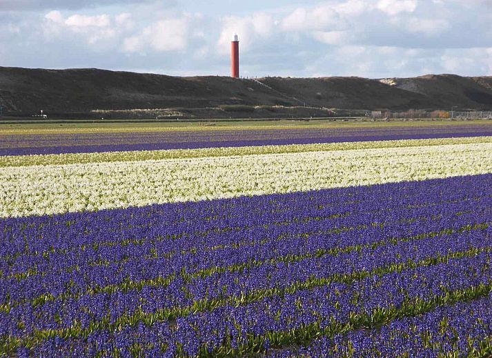 Gemuetliche Kueche im NH096 Ferienhaus Callantsoog, Nordseekueste Nord-Holland