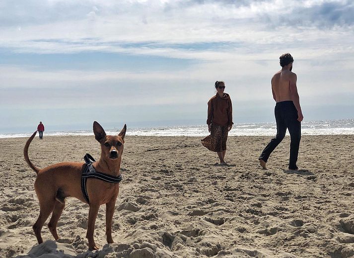 Gemuetliches Wohnzimmer im Beach Apartment 29 Callantsoog mit komfortablen Moebeln.