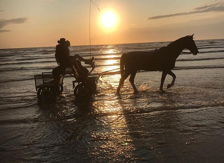 Sonnige Terrasse mit Blumen am Ferienbungalow Catrijp, Groet, Nordholland.
