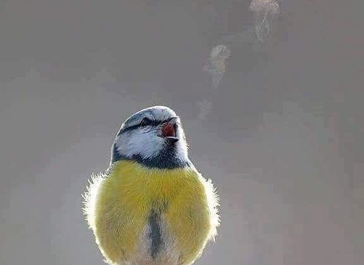 Sonnige Terrasse mit Blumen am Ferienbungalow Catrijp, Groet, Nordholland.