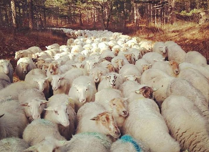 Sonnige Terrasse mit Blumen am Ferienbungalow Catrijp, Groet, Nordholland.