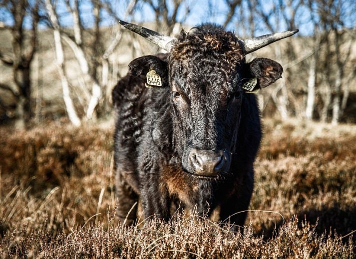 Ruim terras van bungalow AanNoordzee.nl, Sint Maartenszee, Noord-Holland.