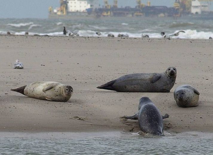 Vacation home at Holiday Park Houdewind in Sint Maartenszee, surrounded by green nature on the North Sea coast of North Holland.