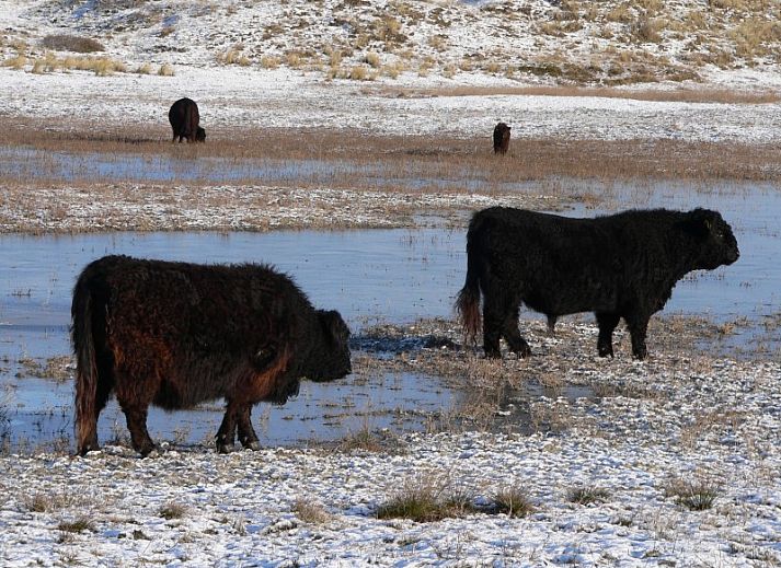 Front of vacation home at Vakantiepark Houdewind, with terrace and garden in Sint Maartenszee, North Sea coast, North Holland.