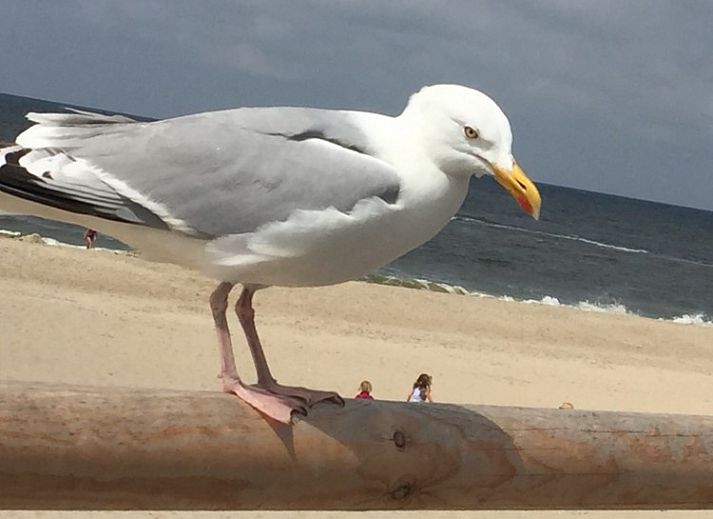 Ontspan op het zonnige terras van stacaravan De Zeemeeuw in Sint Maartenszee, Noordzeekust, Noord-Holland, omringd door groene natuur.