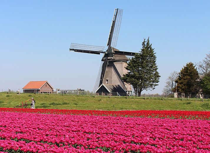 Unterkunft 450669 - Ferienhaus Noordzeekust - Duinland 190