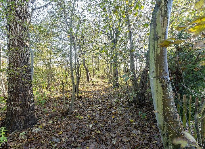 Unterkunft 450682 - Ferienhaus Noordzeekust - Duinland 186